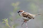 Eurasian Tree Sparrow （樹麻雀）, 15 cm
003A2891r