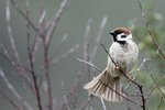 Eurasian Tree Sparrow （樹麻雀）, 15 cm
003A2900r