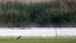 Chinese Pond Heron （池鷺），47 cm
003A2942r