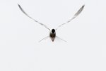 Common Tern（普通燕鷗）， 35 cm
003A3108r
