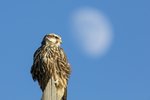 Saker Falcon（獵隼），50 cm
003A3873r 2