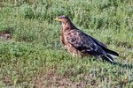 Steppe Eagle（草原雕），65 cm
003A3904M0_HDR r