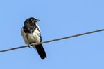 Black-billed Magpie（喜鵲），45 cm
003A3940r