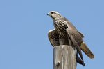 Saker Falcon（獵隼），50 cm
003A3990r