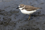 Kentish Plover（東方環頸&#40507;）, 15-17 cm  003A4328r