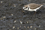 Kentish Plover（東方環頸&#40507;）, 15-17 cm  003A4395r