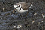 Kentish Plover（東方環頸&#40507;）, 15-17 cm  003A4413r