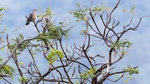 Oriental Turtle-Dove（金背鳩）, 33-35 cm, endemic subspecies  
003A4998r