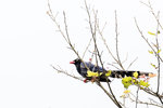 Taiwan Blue-Magpie（台灣藍鵲）, 63-68 cm, endemic species  
003A5032r