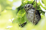 Collared Scops-Owl（領角鴞）, 23-25 cm, endemic subspecies  003A5047r