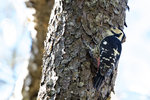 White-backed Woodpecker（大赤啄木）, 23-28 cm , endemic subspecies  AQ6I1259r