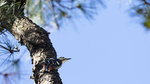 White-backed Woodpecker（大赤啄木）, 23-28 cm, endemic subspecies  
AQ6I1283r