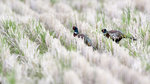 Ring-necked Pheasant（環頸雉）, 80 cm, endemic subspecies  AQ6I1382r