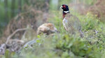 Ring-necked Pheasant（環頸雉）, 80 cm, endemic subspecies  AQ6I1402r