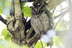 Collared Scops-Owl（領角鴞）, 23-25 cm, endemic subspecies  
AQ6I1455r