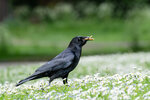 DSC00308-ARW_DxO_DeepPRIMEXDr