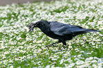 DSC00357-ARW_DxO_DeepPRIMEXDr
