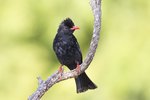 B38T8729r (1) Black Bulbul（紅嘴黑鵯）