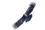 B38T9598r (1)  Indian Black Eagle（林鵰）