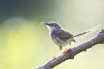 Brown Hill Warbler （斑紋鷦鶯）UK3A0404r