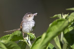 Brown Hill Warbler （斑紋鷦鶯）UK3A1622r