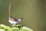 Brown Hill Warbler （斑紋鷦鶯）UK3A1640r