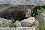 DSC03314-ARW_DxO_DeepPRIMEXDr