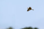DSC03625-ARW_DxO_DeepPRIMEXDr