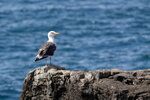 DSC03684-ARW_DxO_DeepPRIMEXDr