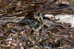 DSC03783-ARW_DxO_DeepPRIMEXDr