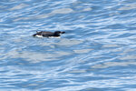 DSC03959-ARW_DxO_DeepPRIMEXDr
