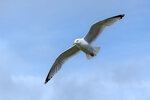 DSC04315-ARW_DxO_DeepPRIMEXDr