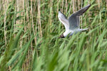 DSC04400-ARW_DxO_DeepPRIMEXDr