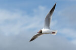DSC04466-ARW_DxO_DeepPRIMEXDr