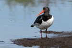 DSC04573-ARW_DxO_DeepPRIMEXDr