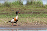 DSC04609-ARW_DxO_DeepPRIMEXDr