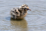 DSC05479-ARW_DxO_DeepPRIMEXDr