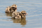 DSC05513-ARW_DxO_DeepPRIMEXDr