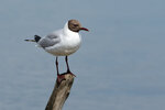 DSC05697-ARW_DxO_DeepPRIMEXDr