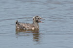 DSC05706-ARW_DxO_DeepPRIMEXDr