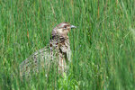 DSC05747-ARW_DxO_DeepPRIMEXDr