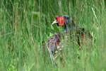 DSC05775-ARW_DxO_DeepPRIMEXDr