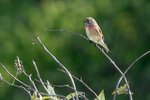 DSC06162-ARW_DxO_DeepPRIMEXDr