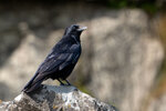 DSC06188-ARW_DxO_DeepPRIMEXDr