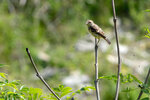 DSC06241-ARW_DxO_DeepPRIMEXDr