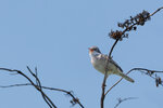DSC06258-ARW_DxO_DeepPRIMEXDr