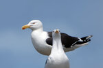 DSC06292-ARW_DxO_DeepPRIMEXDr