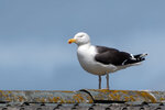 DSC06305-ARW_DxO_DeepPRIMEXDr