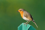 _DSC7834-ARW_DxO_DeepPRIMEXDr