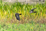 _DSC5956-ARW_DxO_DeepPRIME-Enhanced-SRr